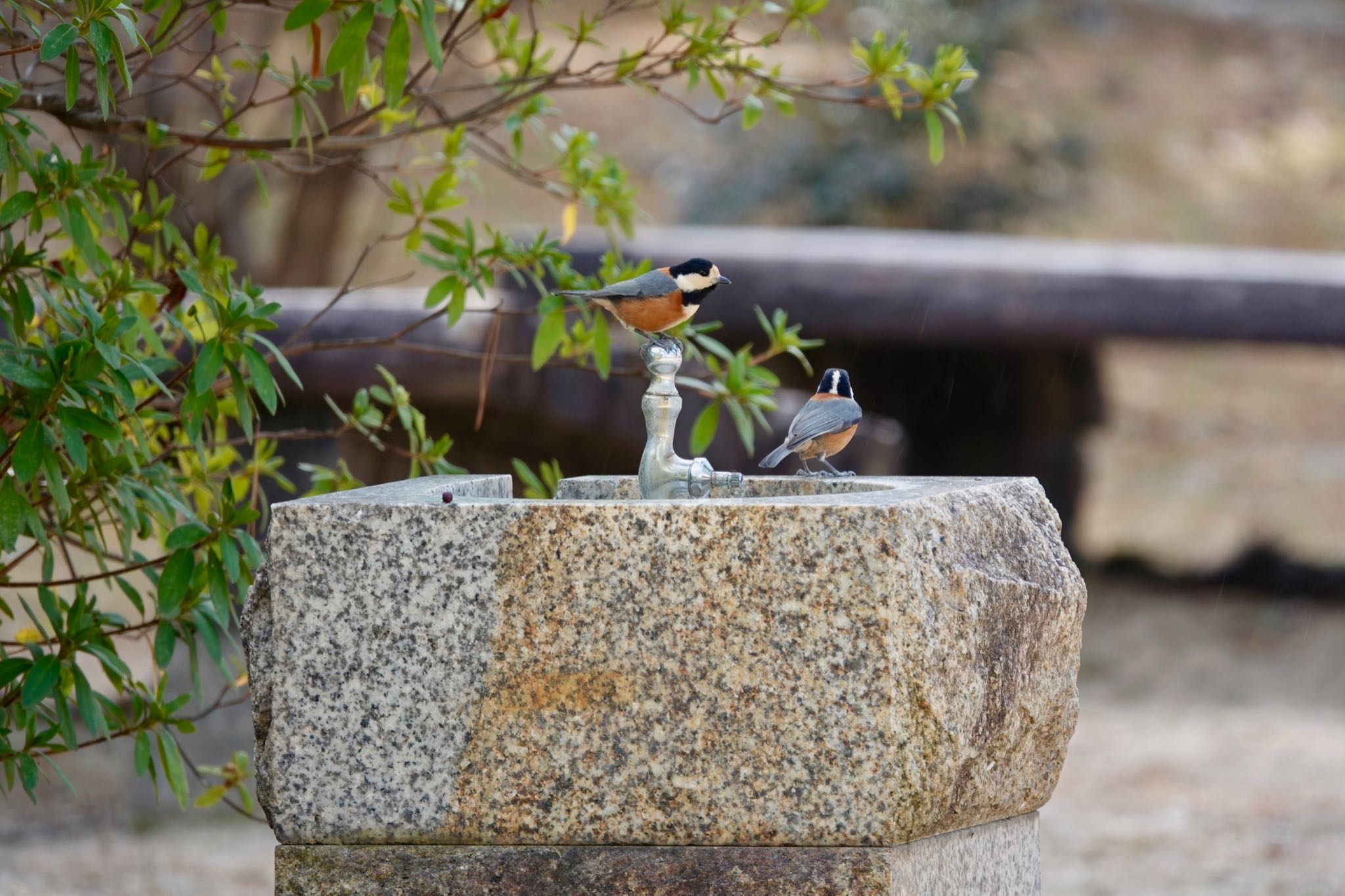 Photo of Varied Tit at 廣田神社 by speedgame