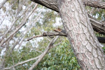 Japanese Pygmy Woodpecker 廣田神社 Tue, 1/21/2020