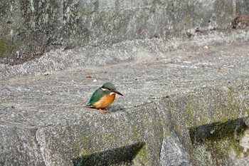 Common Kingfisher 西宮市高座町新池 Tue, 1/21/2020