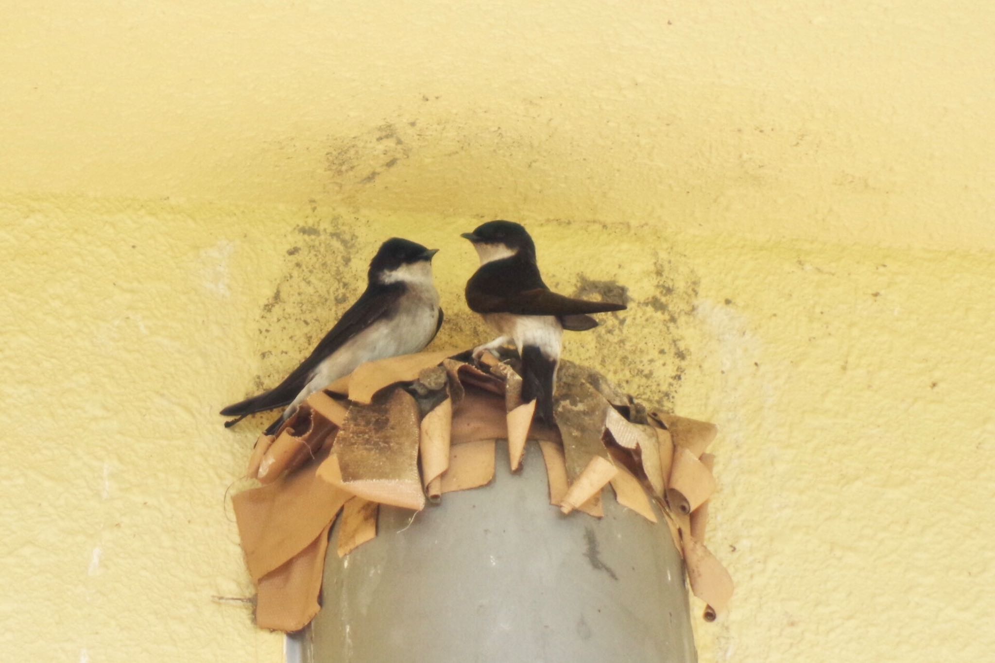 Photo of Asian House Martin at 宮ヶ瀬湖 by ハチワレ