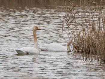 Sat, 1/25/2020 Birding report at 芝川第一調節池(芝川貯水池)