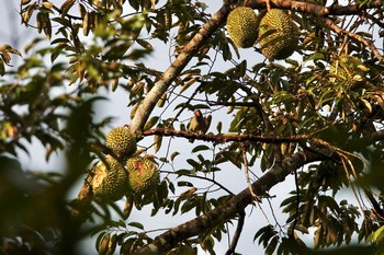 ルリゴシインコ トムソン自然公園 2019年12月2日(月)