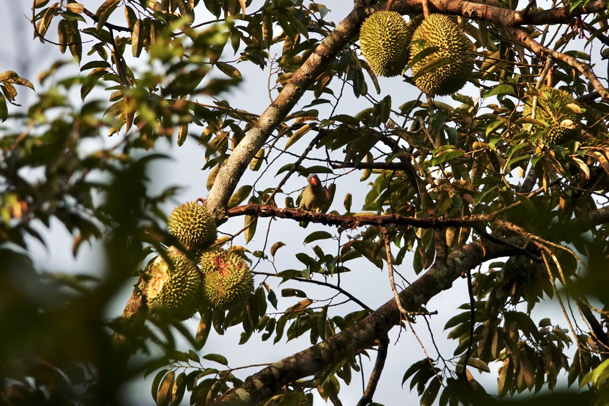 トムソン自然公園 ルリゴシインコの写真 by のどか