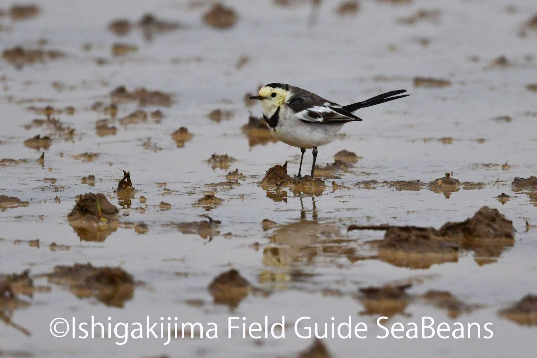 Photo of White Wagtail(leucopsis) at Ishigaki Island by 石垣島バードウオッチングガイドSeaBeans