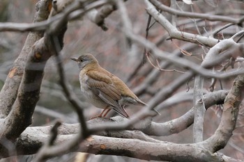 シロハラ 六義園 2020年1月25日(土)