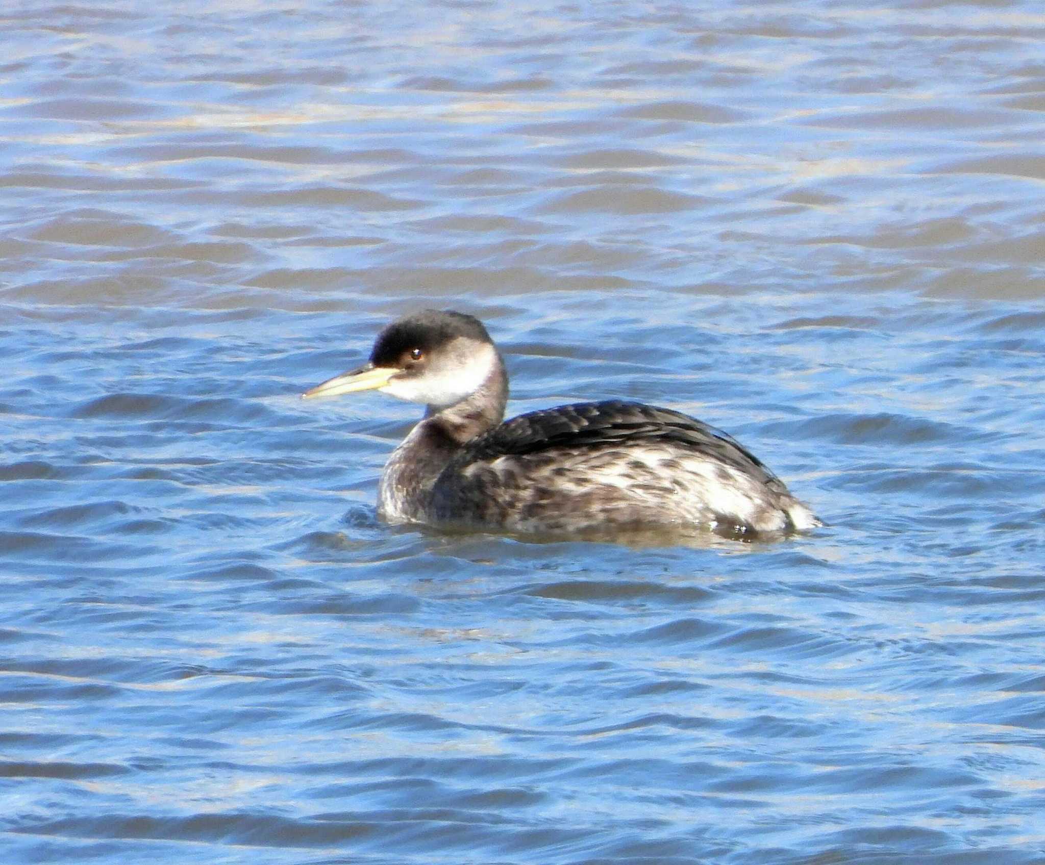 Photo of Red-necked Grebe at 手賀川 by サジタリウスの眼