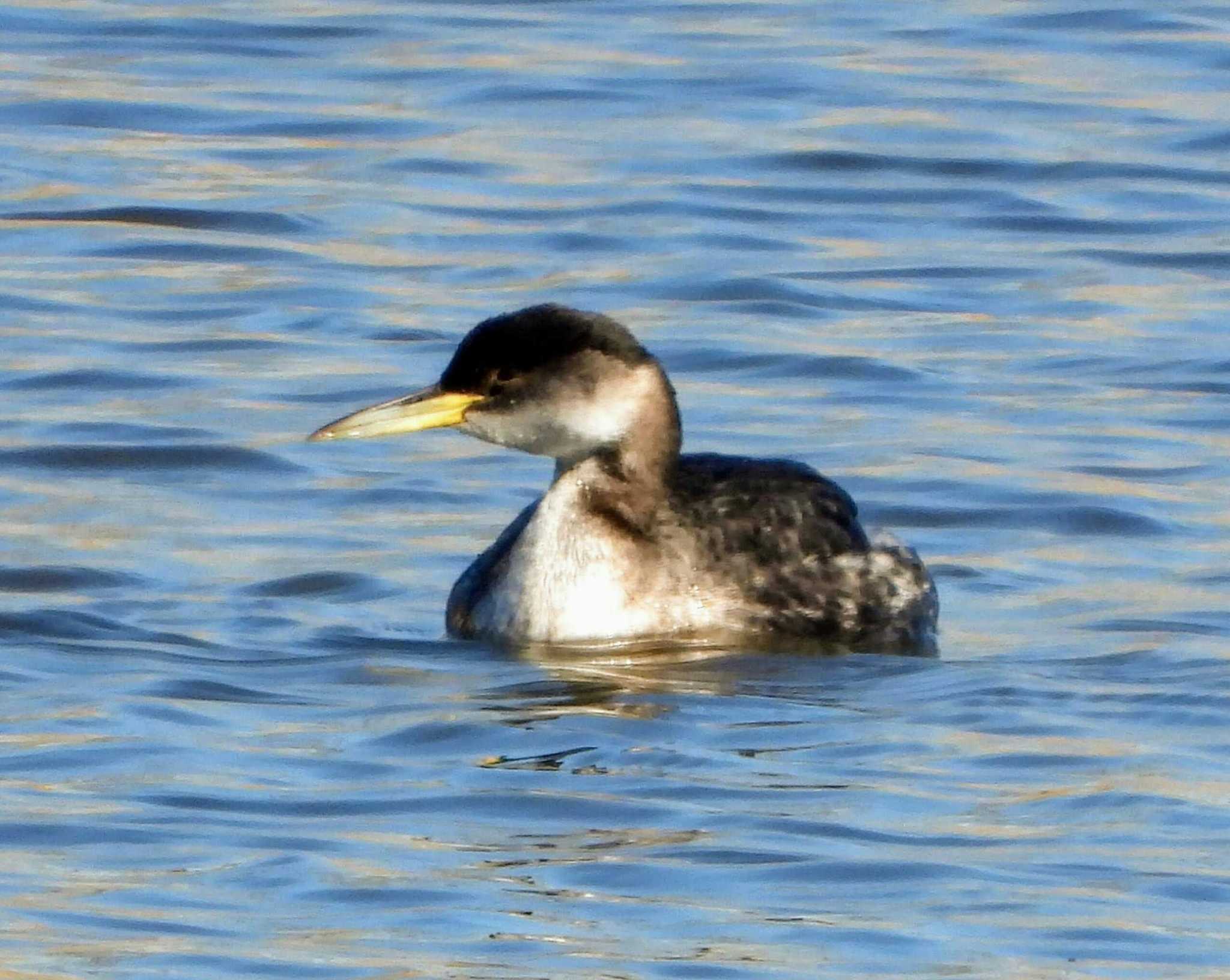 Photo of Red-necked Grebe at 手賀川 by サジタリウスの眼