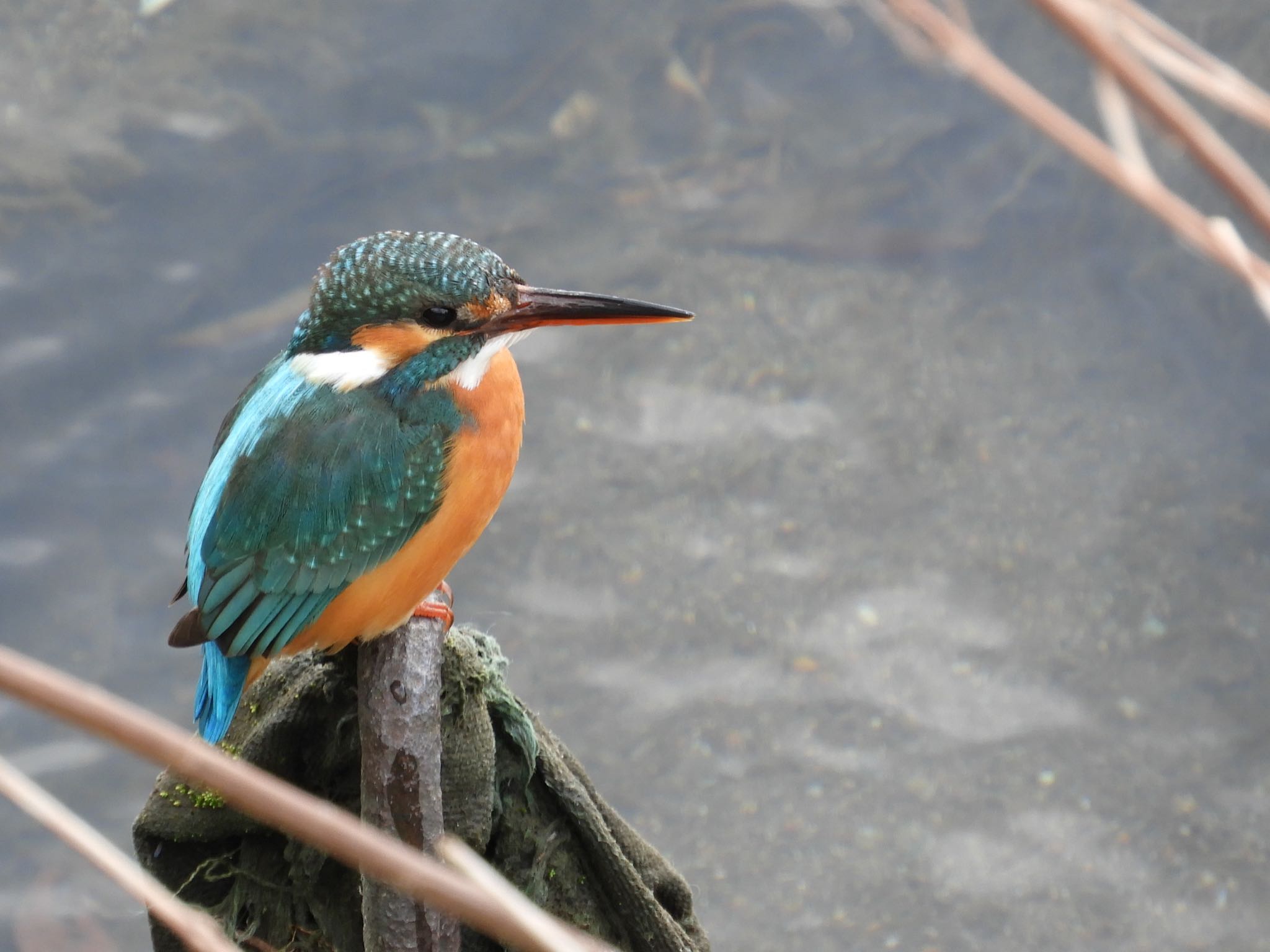 Photo of Common Kingfisher at 境川 by tomo