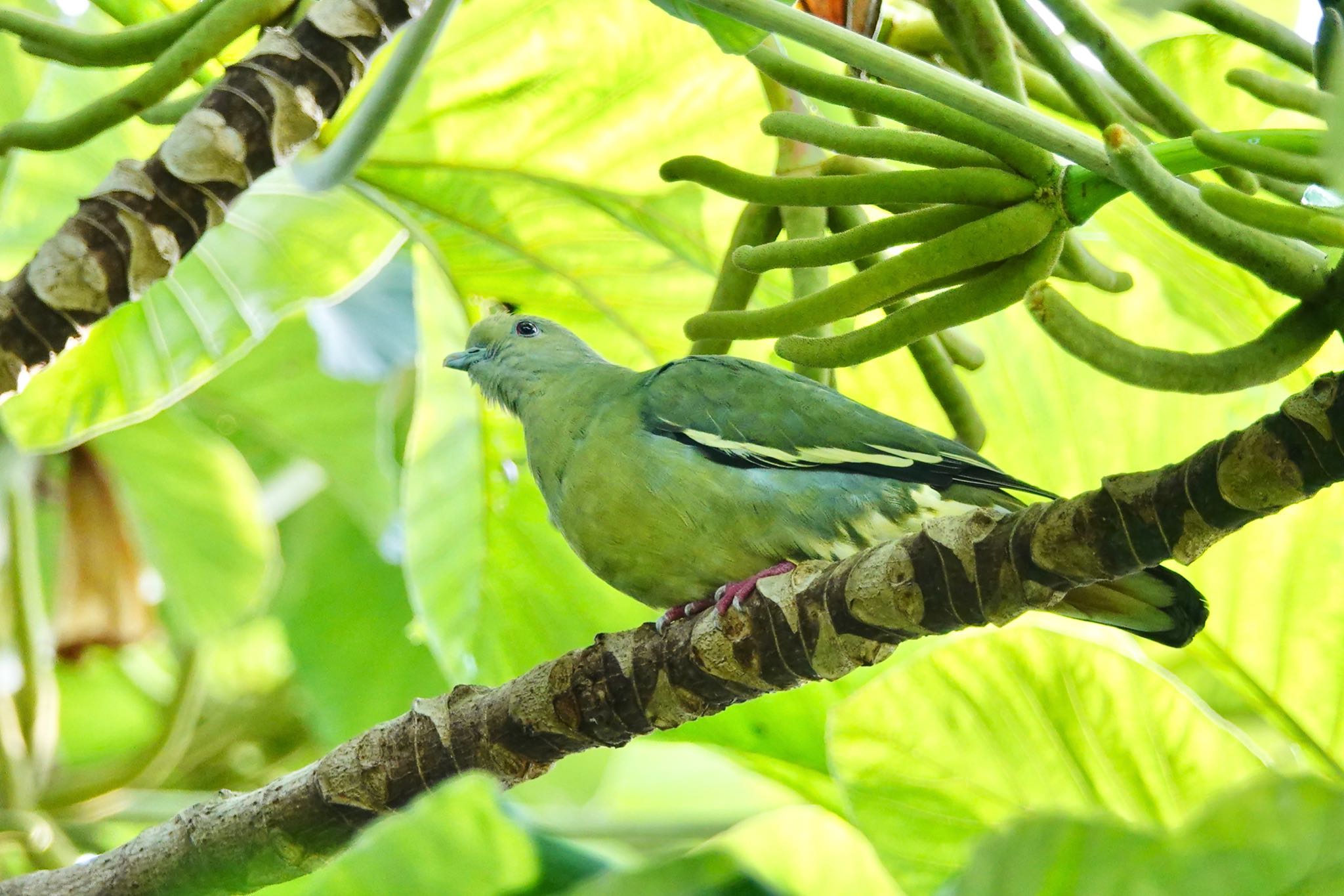 Photo of Pink-necked Green Pigeon at Thomson Nature Park (Singapore) by のどか