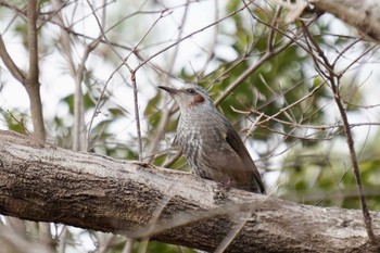 Brown-eared Bulbul Mikiyama Forest Park Wed, 1/29/2020