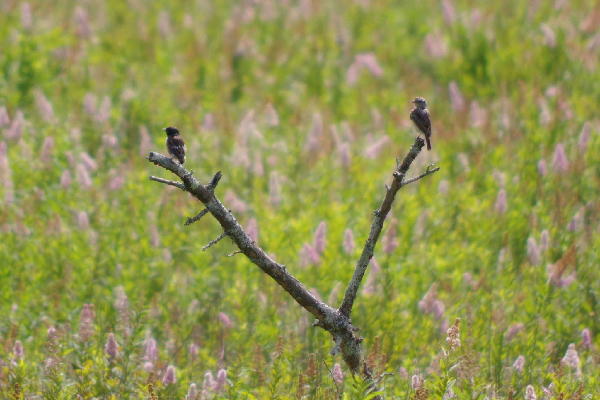 Photo of Amur Stonechat at Senjogahara Marshland by ハチワレ