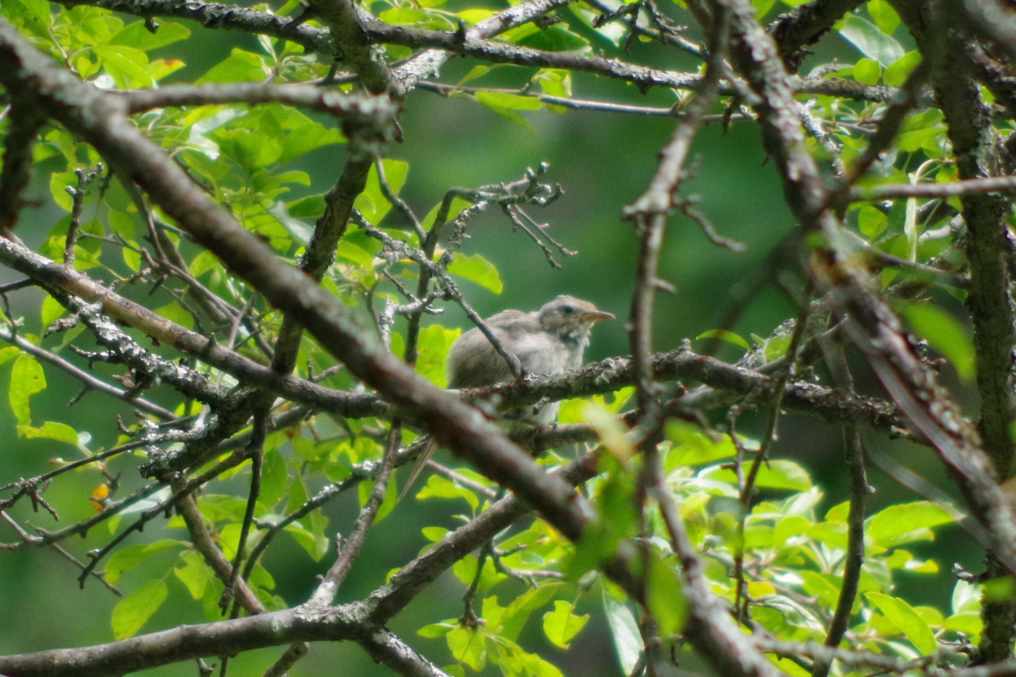 Photo of Japanese Bush Warbler at Senjogahara Marshland by ハチワレ