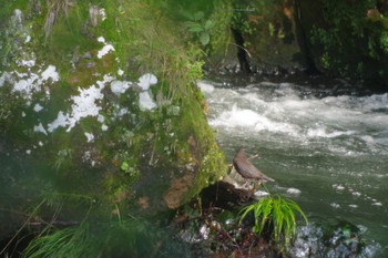 Brown Dipper 刈込湖 Sun, 8/11/2019