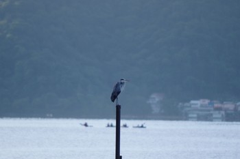 Grey Heron 中禅寺湖 Tue, 8/13/2019