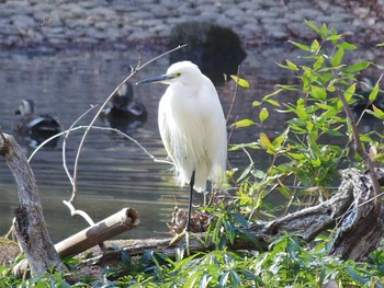 コサギ 東高根森林公園 2020年1月30日(木)