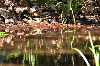 キセキレイ 神代植物公園 2020年1月30日(木)