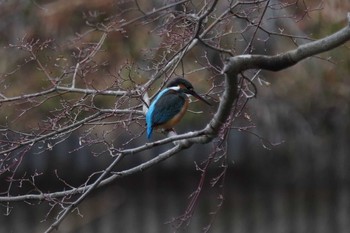 Common Kingfisher Kobe Forest Botanic Garden Thu, 1/30/2020