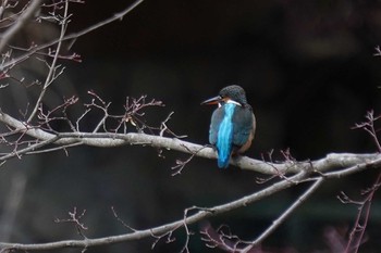 カワセミ 神戸市立森林植物園 2020年1月30日(木)