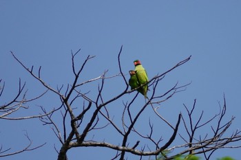 Long-tailed Parakeet