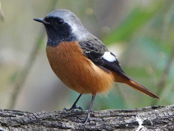 Daurian Redstart 稲沢市 Thu, 1/30/2020