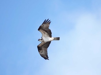 Osprey 稲沢市 Thu, 1/30/2020