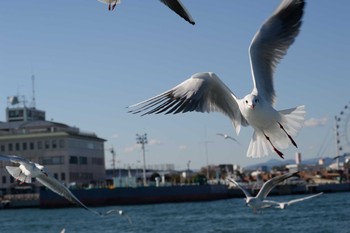 Black-headed Gull 静岡県 Sun, 12/8/2019