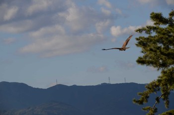 Black Kite 静岡県　 Sun, 12/8/2019