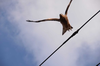 Black Kite 神奈川県 Thu, 1/2/2020