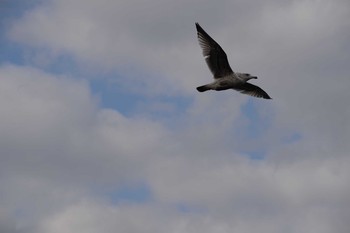 Common Gull 神奈川県 Thu, 1/2/2020