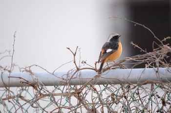 Daurian Redstart 長野県 Sun, 1/26/2020