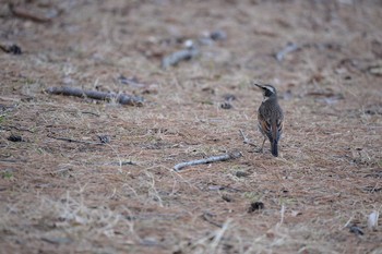 Dusky Thrush 長野県 Sun, 1/26/2020