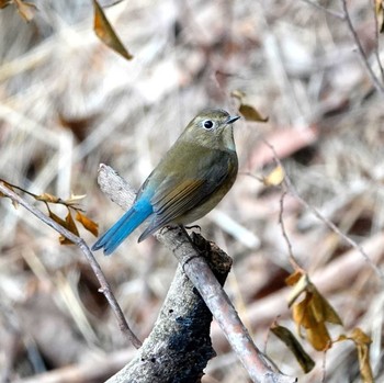 Red-flanked Bluetail 稲佐山 Thu, 1/30/2020