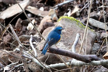 Red-flanked Bluetail 稲佐山 Thu, 1/30/2020