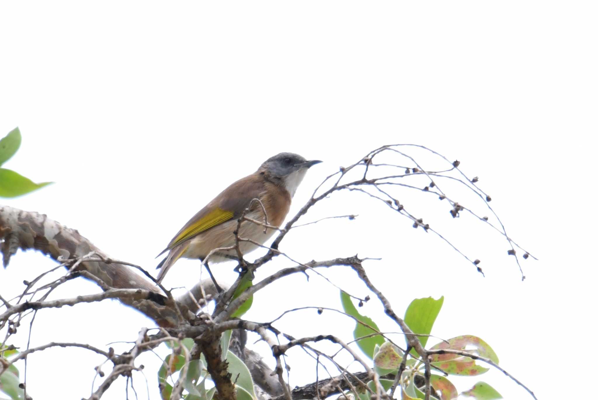 Rufous-banded Honeyeater