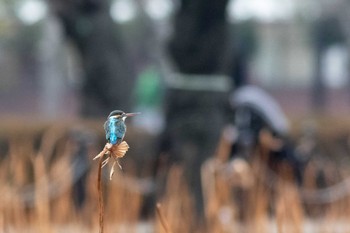 カワセミ 上野恩賜公園 2020年1月26日(日)