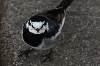 White Wagtail 戸塚　柏尾川 Tue, 12/3/2019