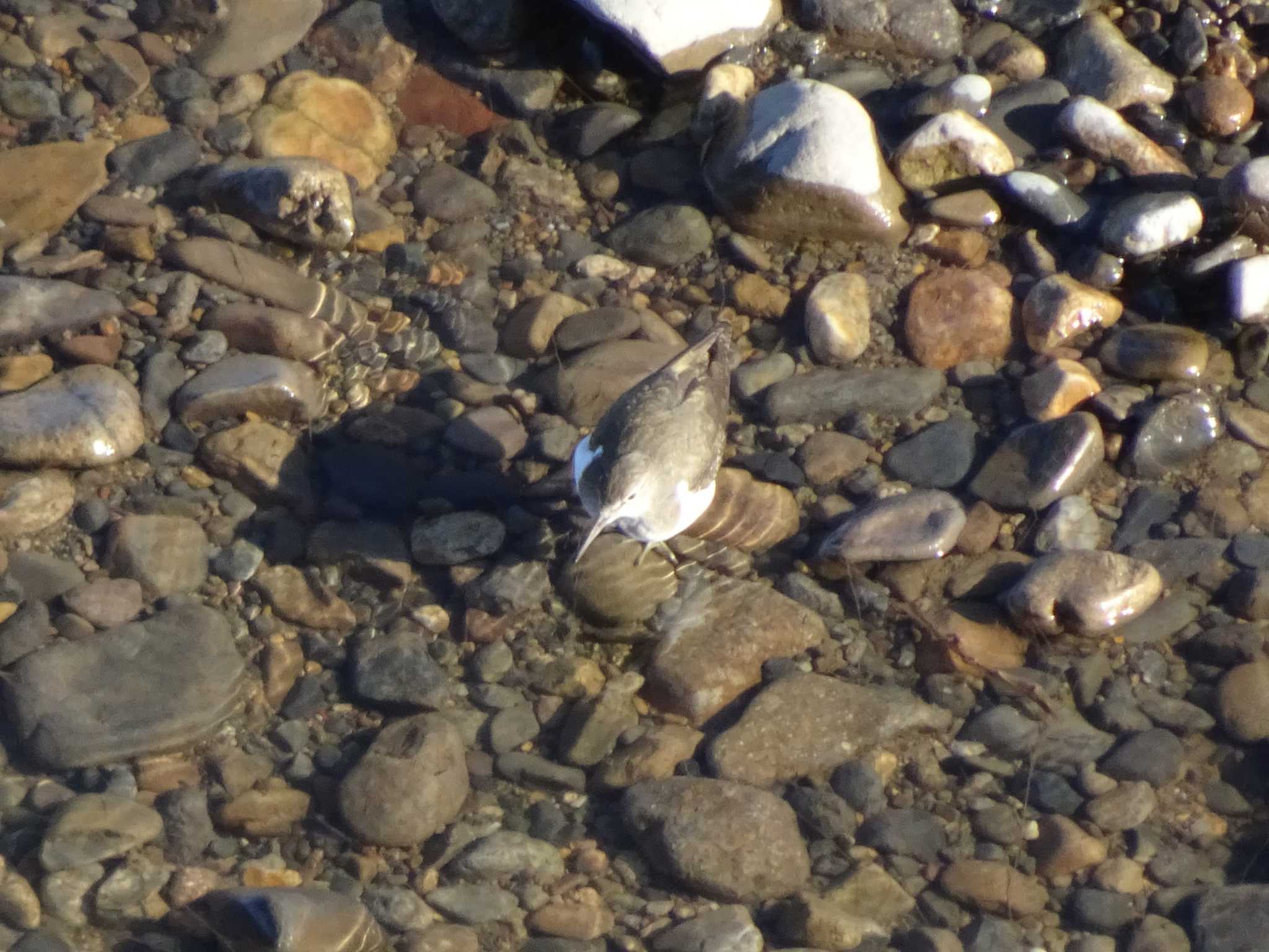 Photo of Common Sandpiper at 思川(観晃橋付近) by Kozakuraband