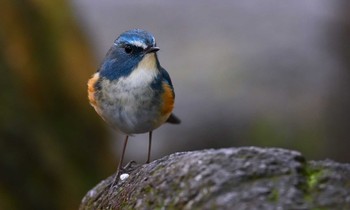 Red-flanked Bluetail 東京都多摩地域 Thu, 1/30/2020