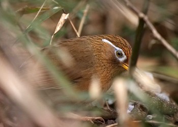 ガビチョウ 北本自然観察公園 2020年1月27日(月)