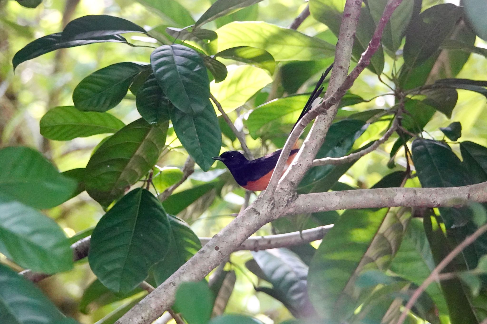 Photo of White-rumped Shama at  by のどか