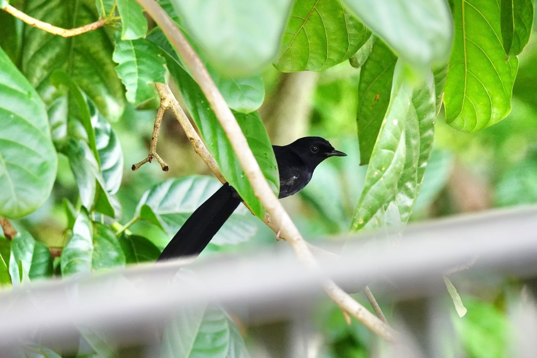 Photo of White-rumped Shama at  by のどか