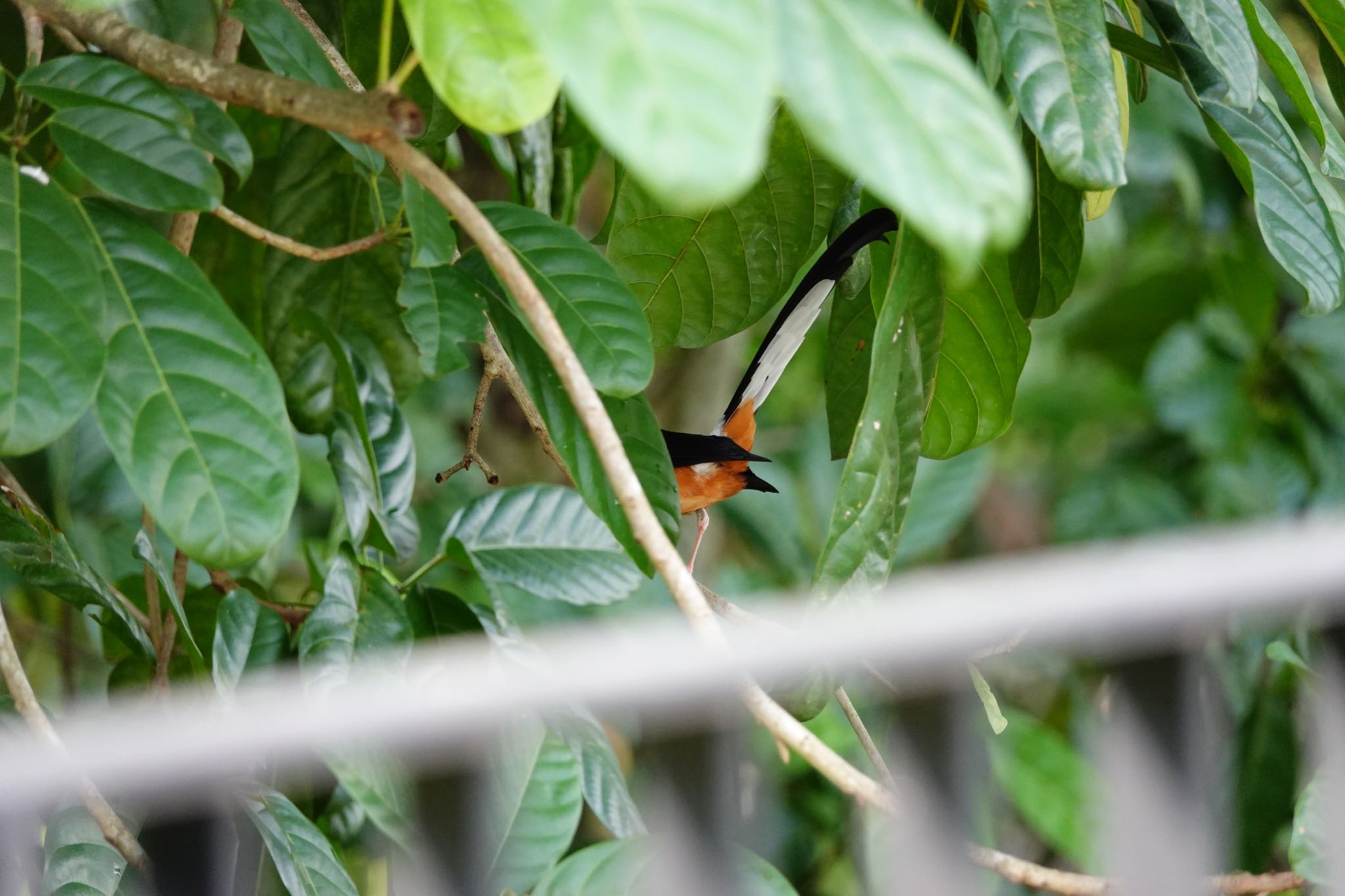 Photo of White-rumped Shama at  by のどか