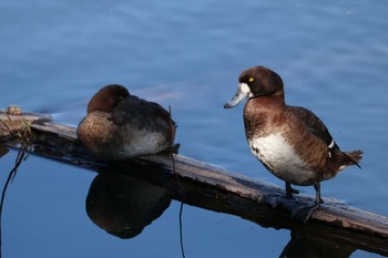 2020年1月30日(木) 三ツ池公園(横浜市鶴見区)の野鳥観察記録