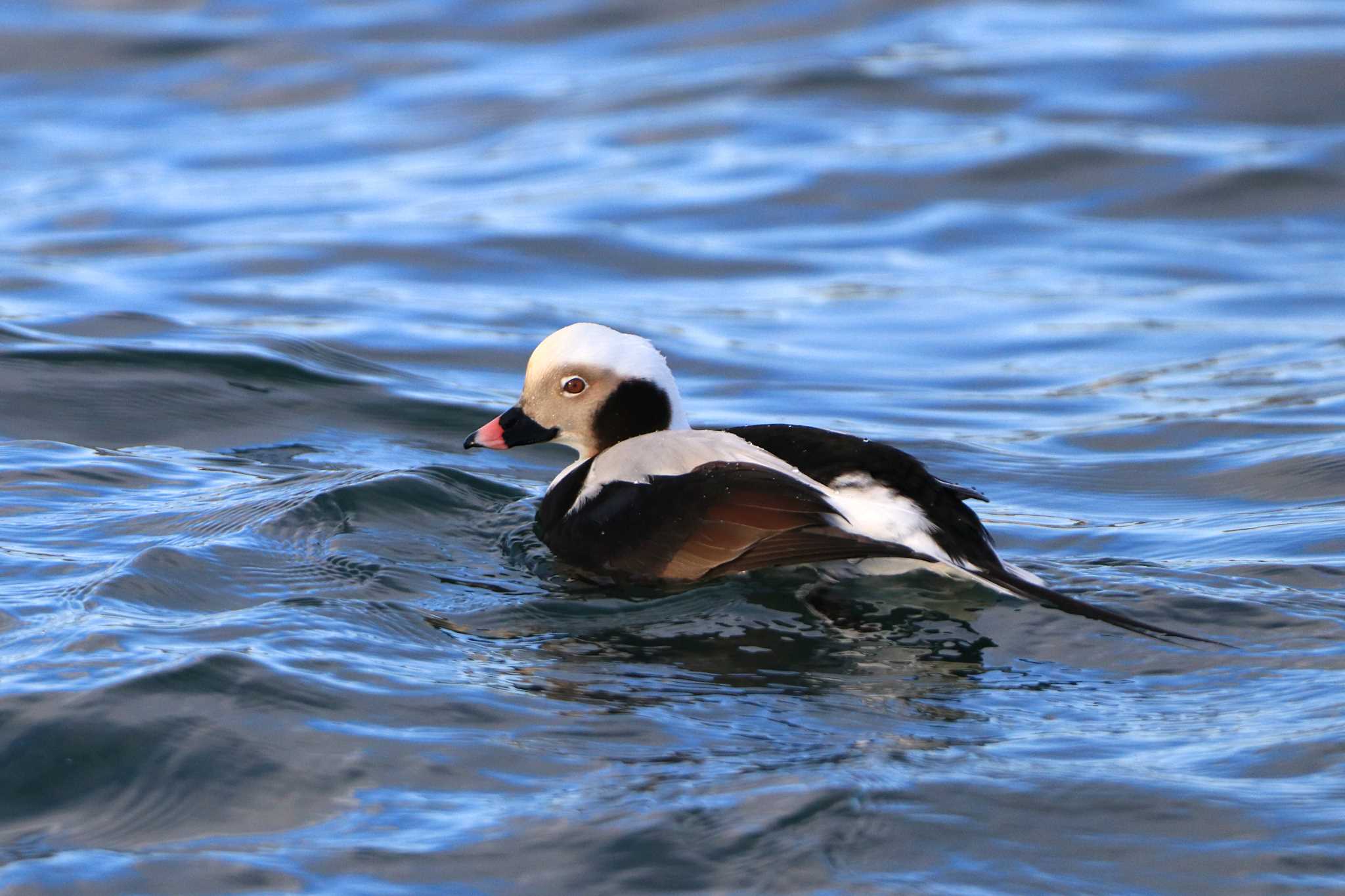 Photo of Long-tailed Duck at 花咲港(根室) by とみやん