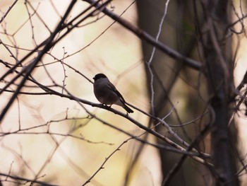 2020年1月31日(金) 妙義湖の野鳥観察記録