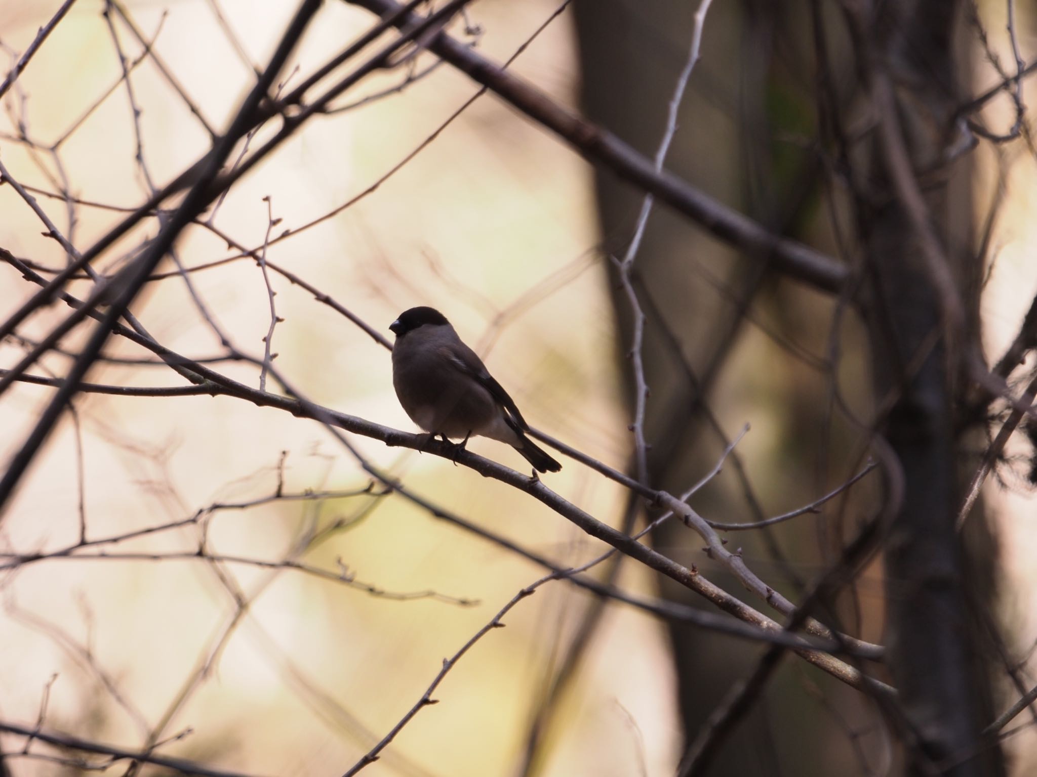 Photo of Eurasian Bullfinch at 妙義湖 by ふなきち