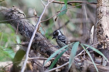 Japanese Pygmy Woodpecker Meiji Jingu(Meiji Shrine) Fri, 1/31/2020