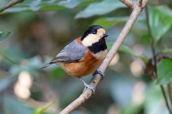 Varied Tit Meiji Jingu(Meiji Shrine) Fri, 1/31/2020