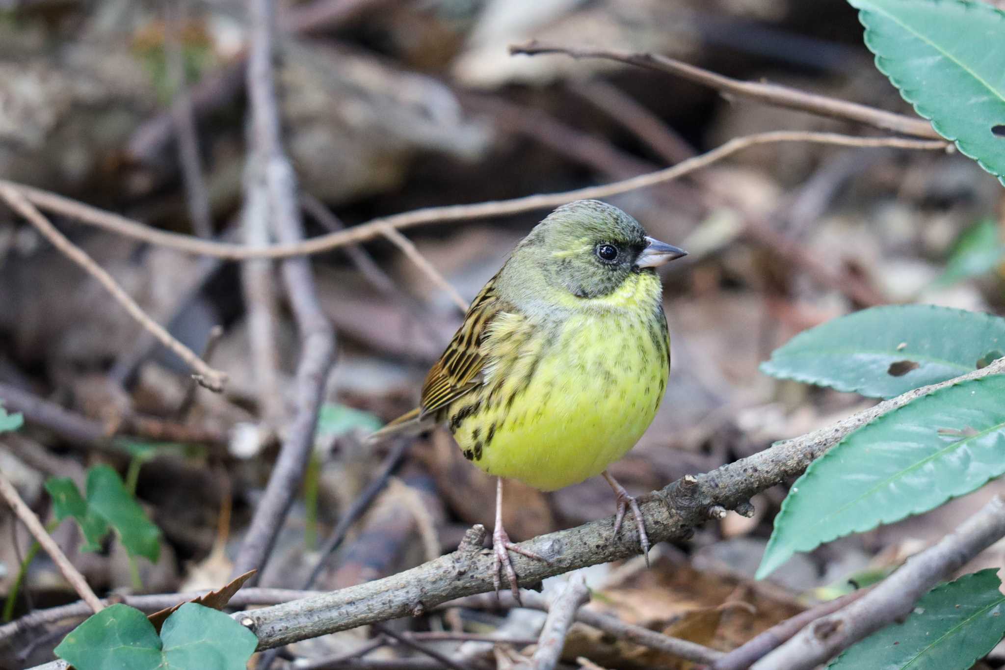 Photo of Masked Bunting at Meiji Jingu(Meiji Shrine) by amachan