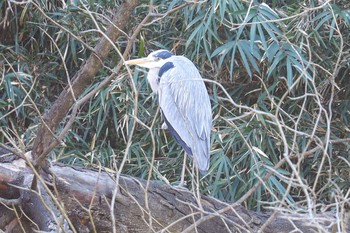 Grey Heron 明治神宮北池 Fri, 1/31/2020